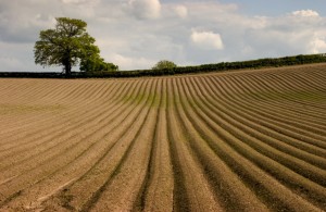 One Foot in the Grain Event